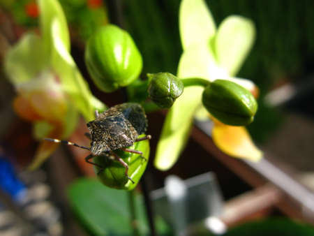 Orchid with an ungly bug