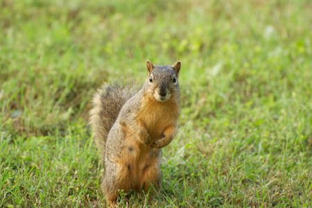 Squirrel looking at cameraの写真素材
