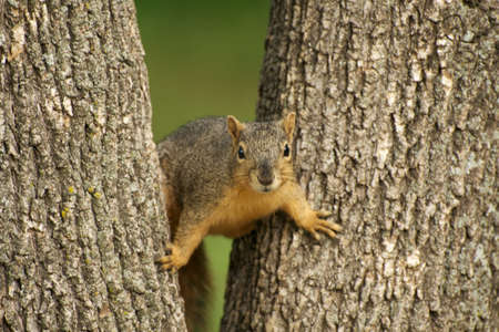 Squirrel peeking through tree trunksの写真素材