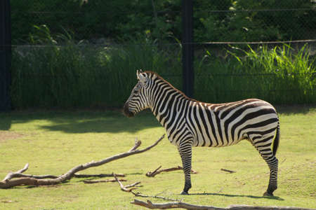 Zebraの写真素材
