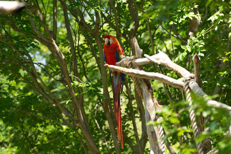 Red parrotの写真素材