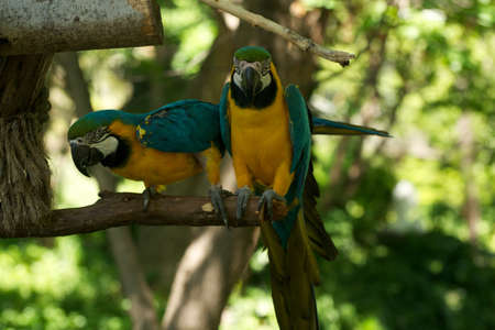 Twin parrotsの写真素材