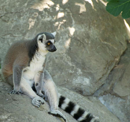 Lemur on rockの写真素材