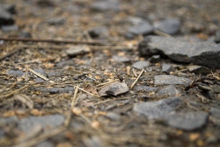 Ants on the forest floorの写真素材