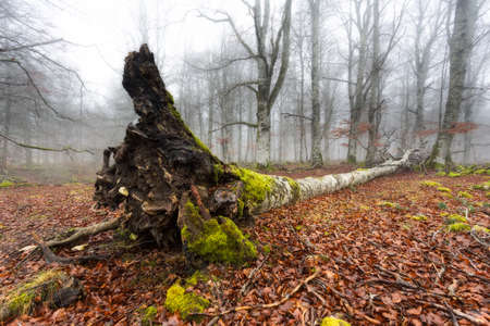 Fallen treeの写真素材
