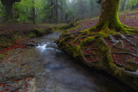 Tree roots over the river in a foggy forestの写真素材