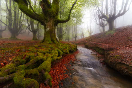 Tree roots over the river in a foggy forestの写真素材