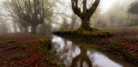 Beech reflections in a river in a misty forestの写真素材