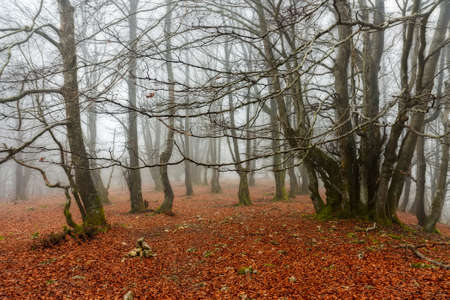 Fog in the forest at winter, with leaves in the foregroundの写真素材
