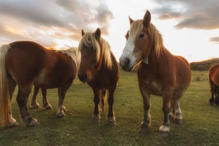 Free horses at sunset with yellow manesの写真素材