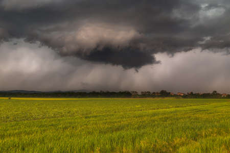 Stormy clouds over green cereal fieldsの写真素材