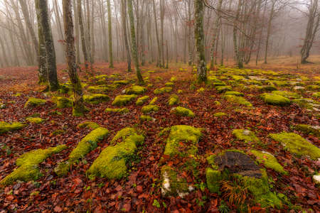 Monte Santiago forest in winterの写真素材