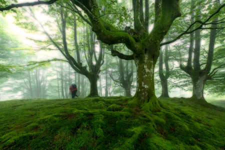 Green forestの写真素材