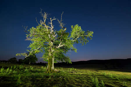 Tree at night