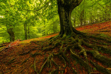 Tree rootsの写真素材