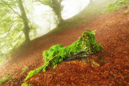 Green and red forestの写真素材