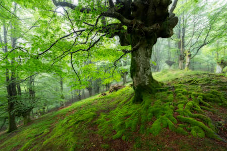 Green forest, tree rootsの写真素材