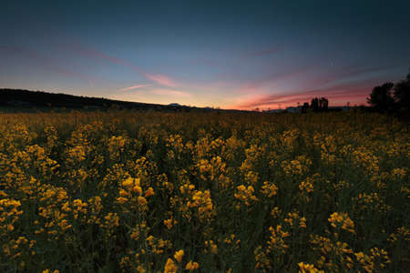 Colza fields at sunrise in Dallo, Alava