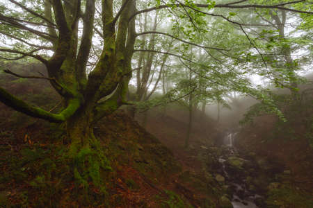 Belasutegi forest at Gorbea Natural Parkの写真素材