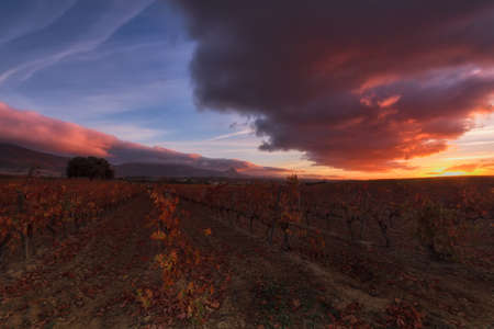 Colorful sunrise in a vineyard at Laguardia, Alavaの写真素材