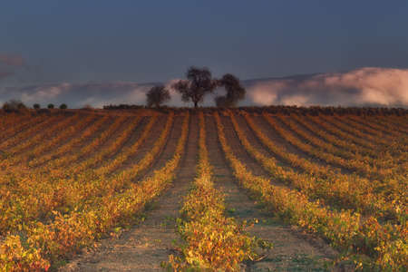 Vineyard in rows in autumn in Najera, La Riojaの写真素材