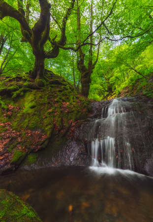 Spring green forest at Gorbea Natural Parkの写真素材