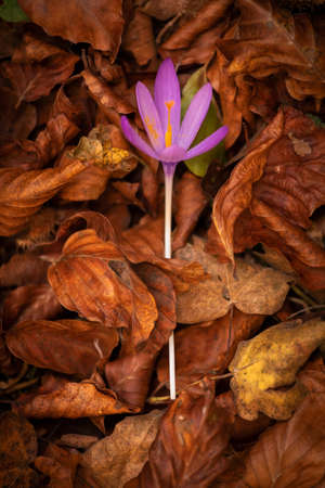 purple flower laying over fallen leaves in autumnの写真素材