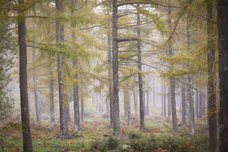 Otzarreta forest in Gorbea Natural Park. Bizkaia, Basque Countryの写真素材