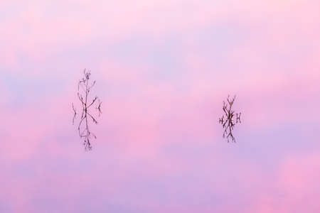 Detail of some plants reflected in the water