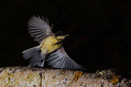 Great tit flying over a branch in Espejo, Alvaの写真素材