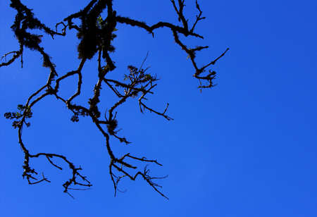 Blue woodsの写真素材