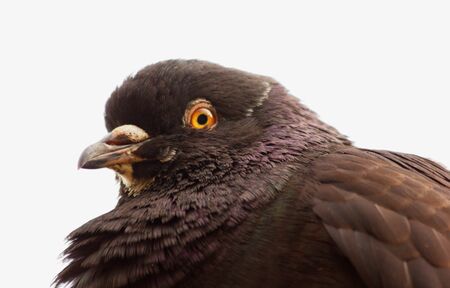 Carneau Pigeonの写真素材