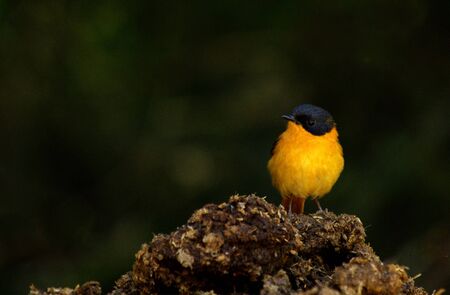 The black-and-orange flycatcher is a species of flycatcher endemic to the central and southern Western Ghats, the Nilgiris and Palni hill ranges in southern Indiaの写真素材