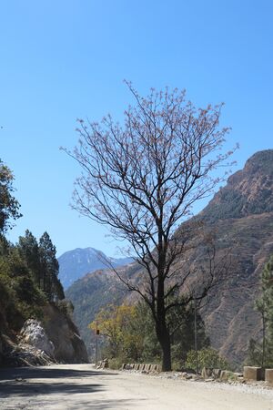 Dry tree blue sky & mountains in winter Auli Ukkarakhand