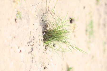 grass or monocotyledon in the Field gardenの写真素材