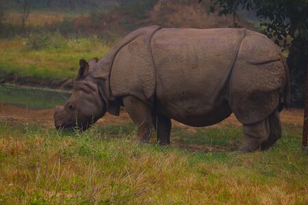Rhinoceros Eating Grass from Ground in the Zoo new delhiの写真素材