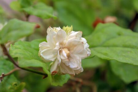 jasmine flower blooming seasonの写真素材