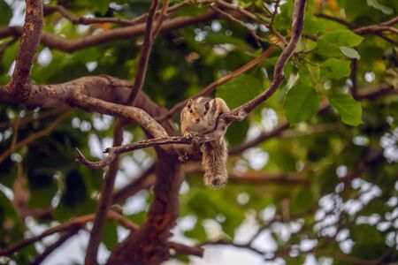 Cute gray squirrel looking down sitting on a tree branchの写真素材