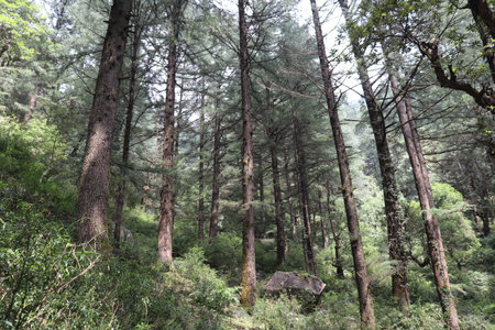 footpath in the forest dharamshala  Himachal Pradesh ,Indiaの写真素材