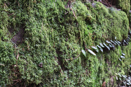 green moss on a rockの写真素材