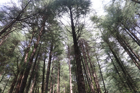 trees in the woodsの写真素材