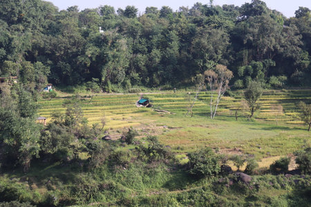 Rice field in Chiangmai, Thailand. Nature backgroundの写真素材
