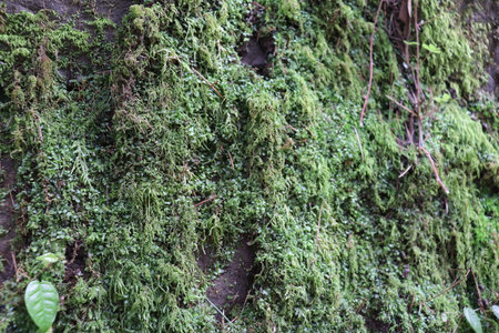 moss plants that grow attached to rocks are around rivers and damp placesの写真素材