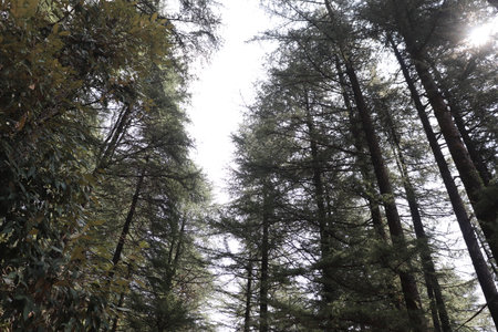 pine forest in the morning , Dharamshala , Himachal Pradesh , Indiaの写真素材