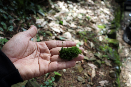 A small moss in the handの写真素材