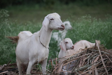 Goats on the farm in the meadow. Goat milk.の写真素材