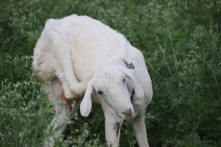 White sheep grazing in a meadow with green grass and flowers.の写真素材