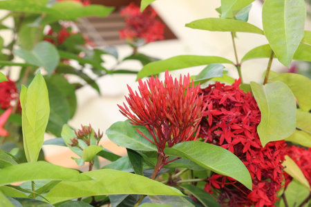 Ixora coccinea is a genus of flowering plants in the Rubiaceae family.の写真素材