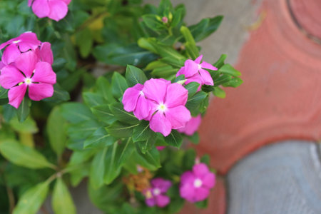 Periwinkle flowers, Madagascar periwinkle, Catharanthus roseusの写真素材
