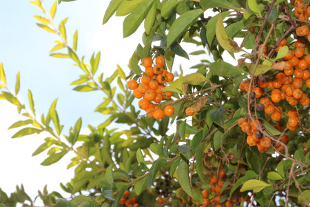 Branch with orange berries of sea buckthorn (Pyracantha coccinea)の写真素材